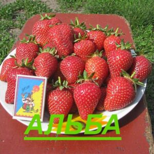 Полуниця Альба